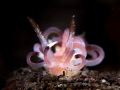   Pink twirl  